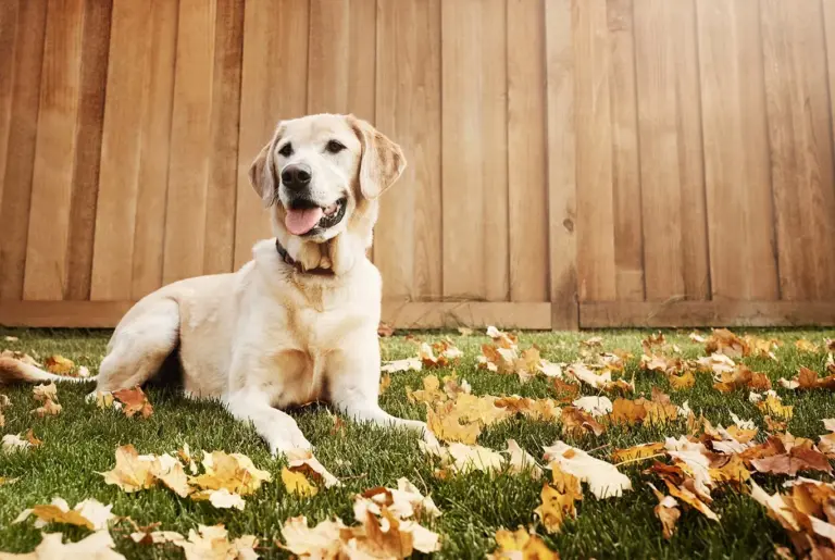 Labrador Retriever nyhetsbild