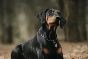 Doberman nyhetsbild