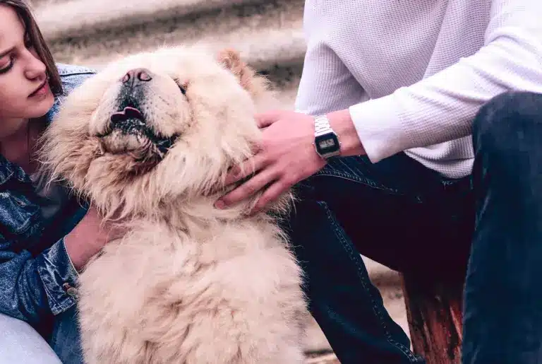Chow chow nyhetsbild