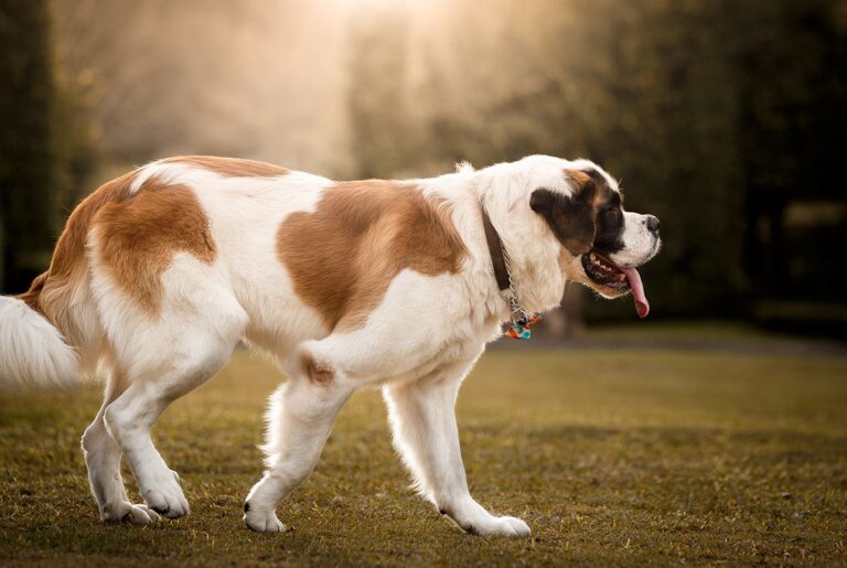 St Bernard nyhetsbild