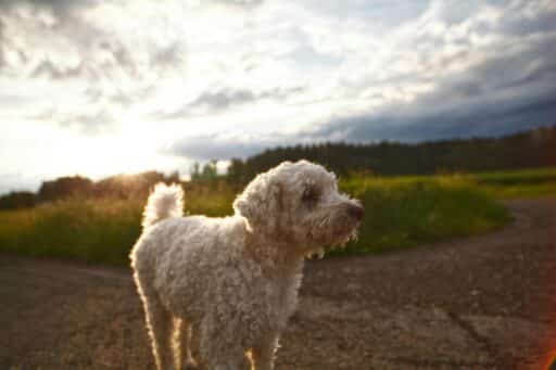 Liten hund i solnedgången.