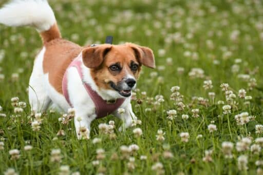 Hund i grönskande äng med blommor.