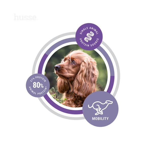 Hund med fokus på protein och rörlighet