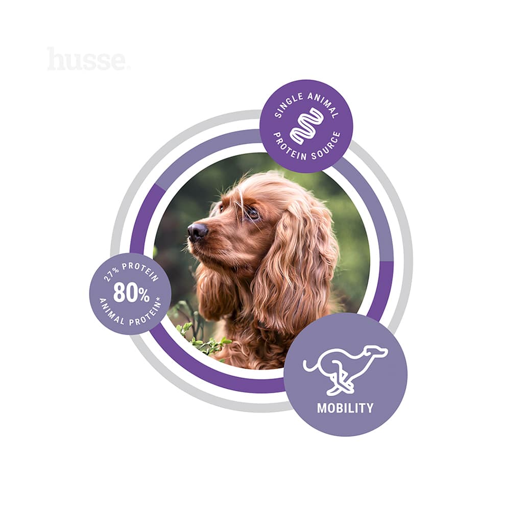 Hund med fokus på protein och rörlighet