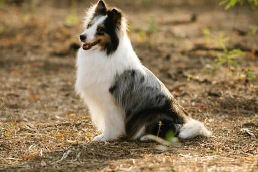 En sittande Shetlands sheepdog i naturen.