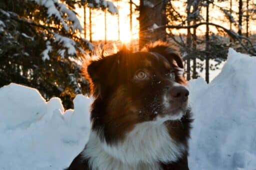 Hund i snö med solnedgång