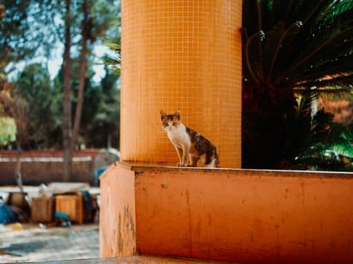 Katt sitter vid orange pelare.