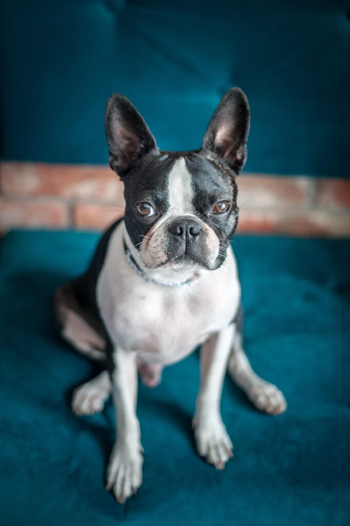 Söt bostonterrier sitter på soffa.
