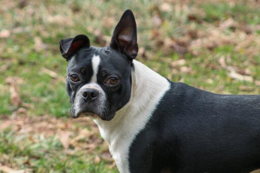 Svartvit bostonterrier med vaksam blick.