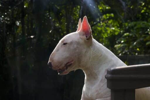 En vit bullterrier i profil