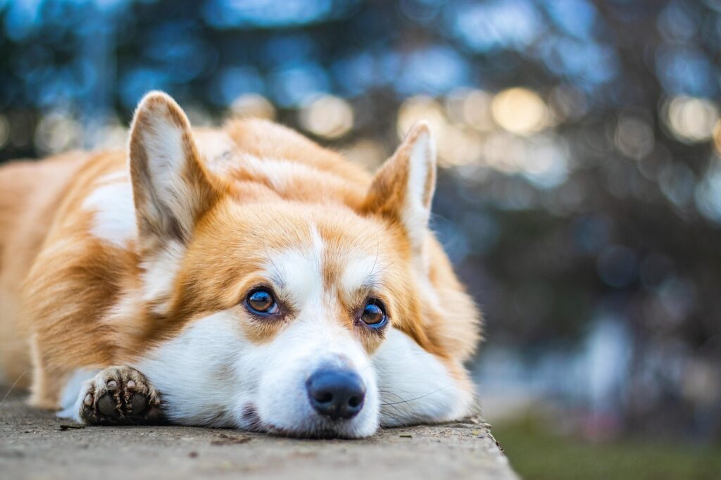 En söt corgi som vilar.