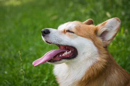 Glad corgi med tungan ute