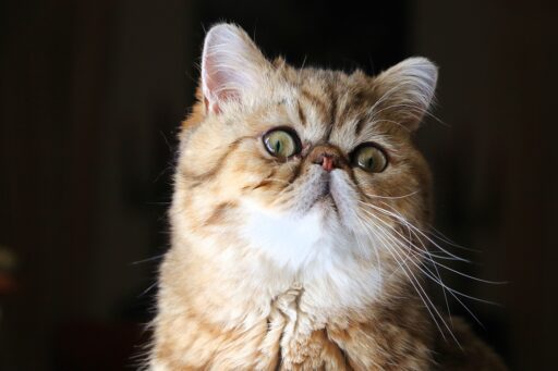 Söt katt med fluffig päls