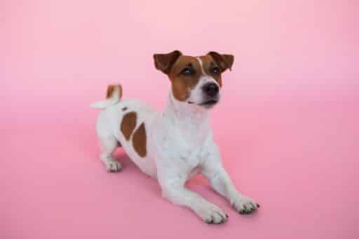 En hund på rosa bakgrund.