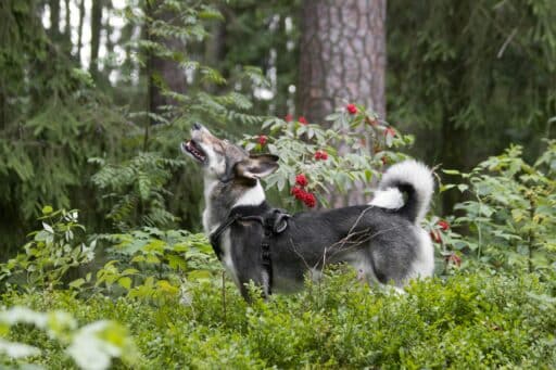 Hund står i skogen och tittar
