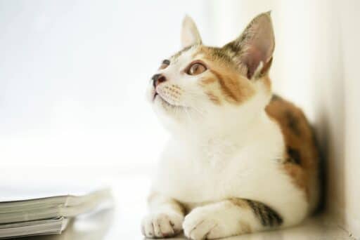 En katt som tittar uppåt.