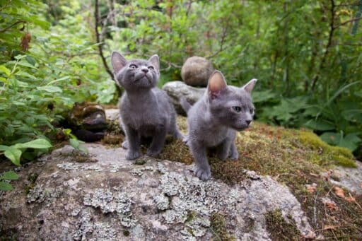 Två grå kattungar i naturen