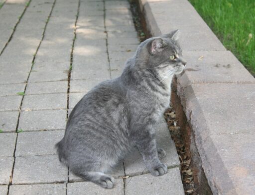 Grå katt sitter på gångväg