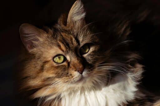 En vacker katt med gröna ögon.