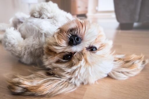 Söt hund ligger på rygg