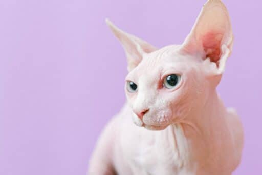 Sphinxkatt med stora ögon.