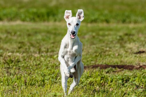 en whippet springer på gräset