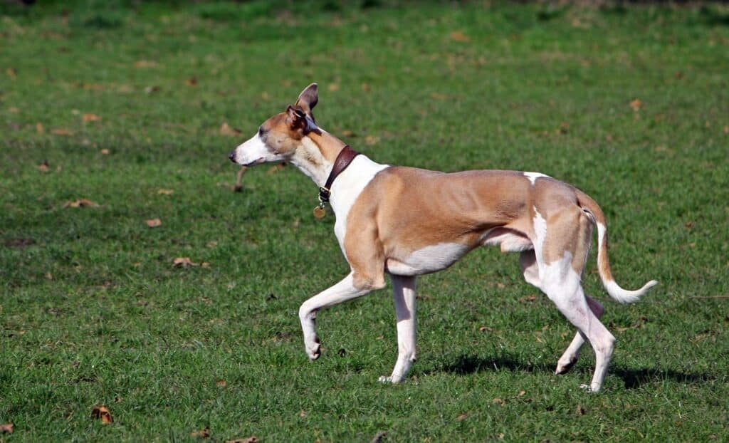 En whippet går på gräset.