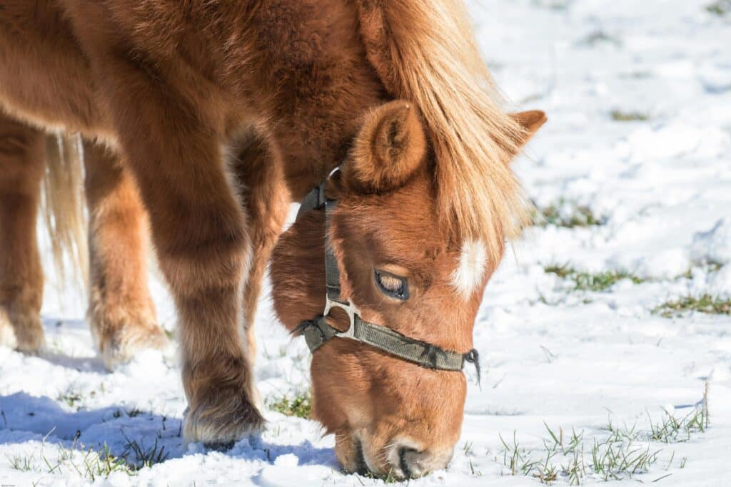 Litet häst äter snö på marken