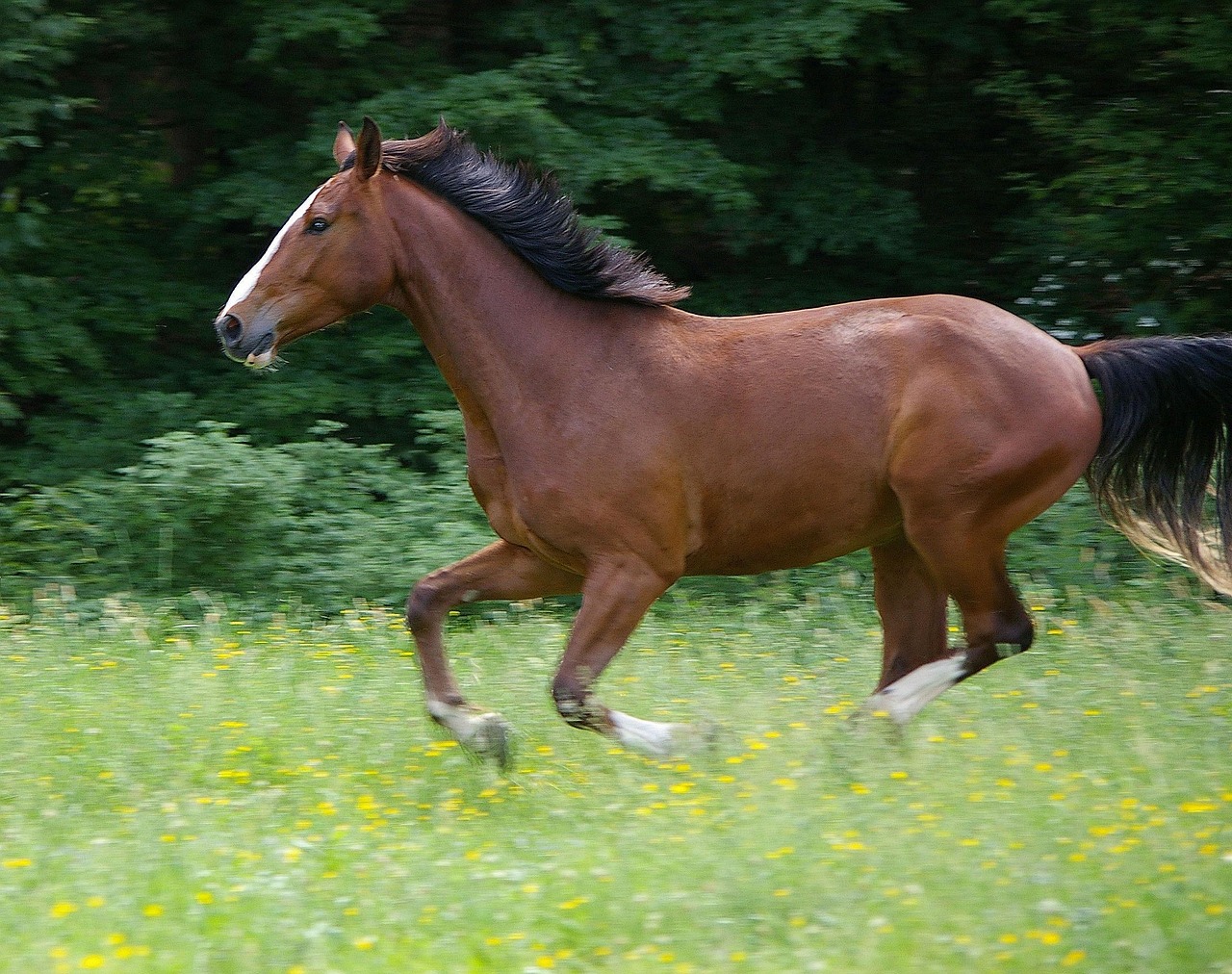 holl-ndskt-varmblod-kwpn-husse