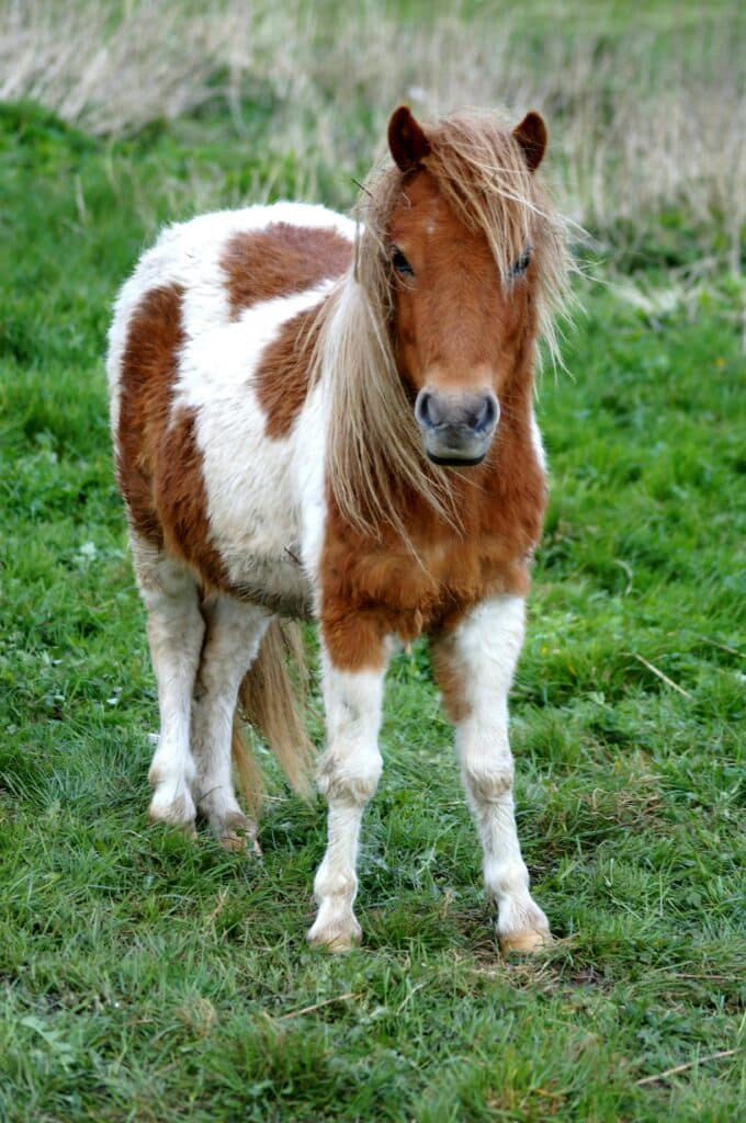 Shetlandsponny med brun och vit päls