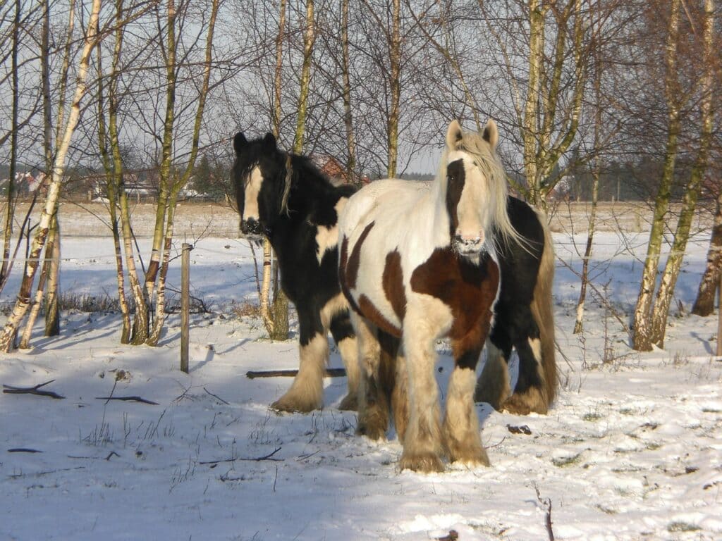Två hästar i snön